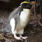 Fiordland-crested-penguin-1