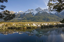 The Mirror Lakes in the Eglinton Valley, Fiordland by Ross Curtis