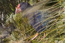 Takahe amongst the snow tussock by Ross Curtis