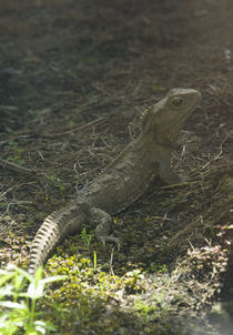 Tuatara by Ross Curtis