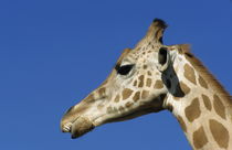 Head of a giraffe