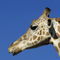 Rf-alert-animal-giraffe-head-pattern-wild-ani014