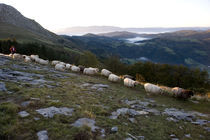 Basque shepherd 003 by Ander Gillenea