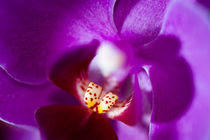 Orchidee von Michael Schickert