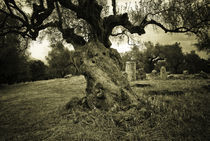 Spartan Olive Tree von Erik Schmitt