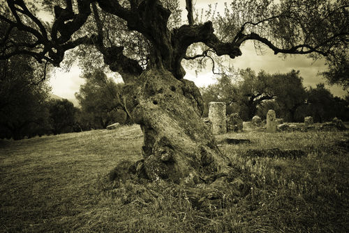 Greece-sparta-olivetree