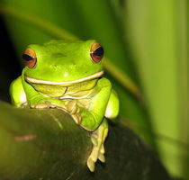 Green Frog by emanuele molinari