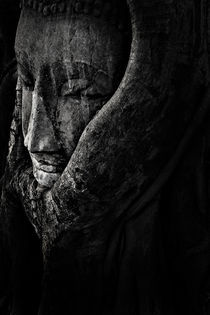 Buddha image  in the root .ayutthaya , Thailand by kanate chainapong