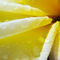 'plumeria flower close-up' by Sean Davey