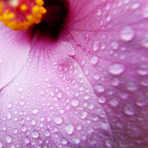 Pink Hibiscus 3 von Sean Davey