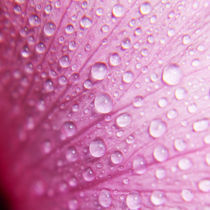 Pink Hibiscus 1 von Sean Davey
