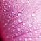 Pink-hibiscus-050210-40x40-0016