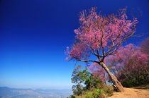 Pinky blossom by Thanupong Suriyachaiyakorn