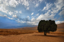 Single Tree by Behnam Safarzadeh