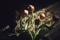 Tulips by Anna Kirillova