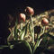 Flowers-tulip-sunlight