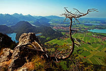 the tree on the Bavaria Landscape