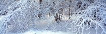 Schneebedeckter Winterwald von Intensivelight Panorama-Edition