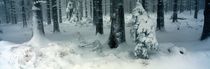 Blaue Stunde im verschneiten Wald von Intensivelight Panorama-Edition