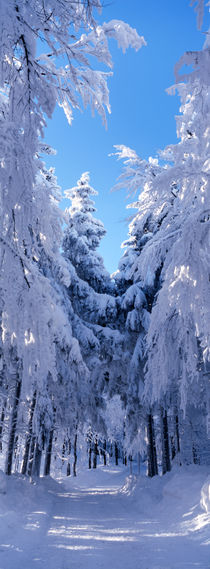 Waldweg im Winter von Intensivelight Panorama-Edition