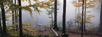 Nebel im Herbstwald 2 by Intensivelight Panorama-Edition