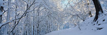 Waldweg im Winter 3 von Intensivelight Panorama-Edition