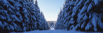 Waldweg im Winter 2 von Intensivelight Panorama-Edition