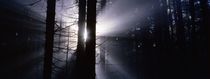 Die Sonne bricht durch den Nebel 2 by Intensivelight Panorama-Edition