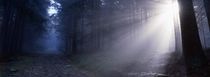 Sonnenstrahlen im Nebelwald von Intensivelight Panorama-Edition