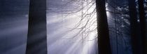 Die Sonne bricht durch den Nebel 1 von Intensivelight Panorama-Edition