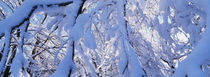 Schneebedeckte Zweige von Intensivelight Panorama-Edition