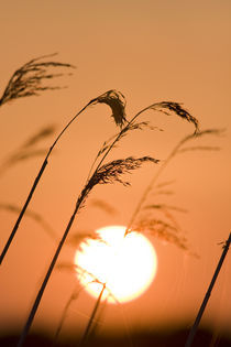 Setting Sun and Reeds by Geoff du Feu