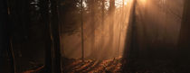 Nebel im Herbstwald von Intensivelight Panorama-Edition