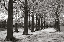 Poplar Trees by Geoff du Feu