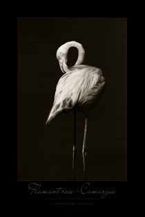 Flamingo by Severine Pillet
