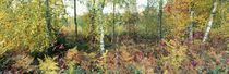Herbstlicher Birkenwald von Intensivelight Panorama-Edition