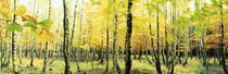 Birkenwald im Herbst von Intensivelight Panorama-Edition