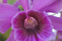 Close-up view of colorful Orchid by Melissa Salter