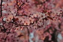 cherry blossom - floreal - italy by emanuele molinari