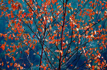 autumn colors by emanuele molinari