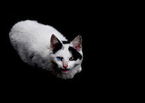 Cat's Eyes von emanuele molinari