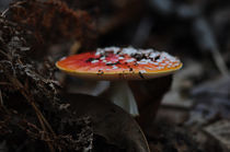 mushroom of death