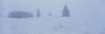 Winternebel im Moor von Intensivelight Panorama-Edition