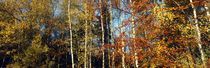 Leuchtende Herbstbäume von Intensivelight Panorama-Edition