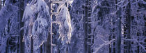 Winterwald 4 by Intensivelight Panorama-Edition