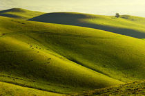 Rolling Hills by Richard Susanto