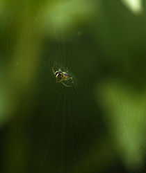spider web by emanuele molinari