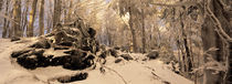 Winterwald 2 by Intensivelight Panorama-Edition