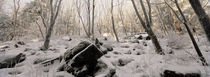 Winterwald 1 by Intensivelight Panorama-Edition