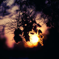 Purple sunset by Ekaterina Karmanovskaya